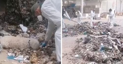 Baby murder horror as five-day-old child is decapitated and dismembered in Spain