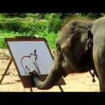 Genius Animals That Will Amaze You