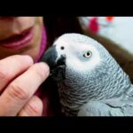 Top 5 Most Intelligent Animals | BBC Earth